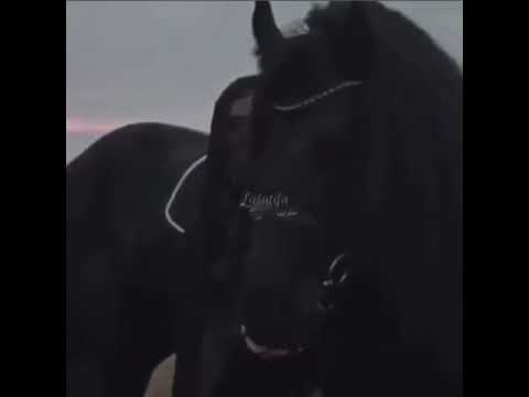 Whatsapp Status حالات واتس آب Dabke دبكة