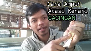 How to care for canaries with worms - the most effective tips;