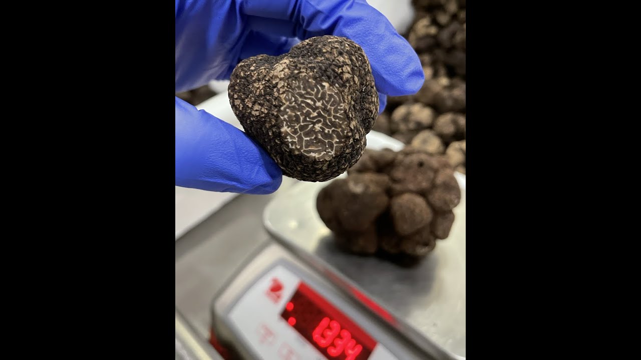 Black Winter Truffles - over 400 pounds of fresh truffles