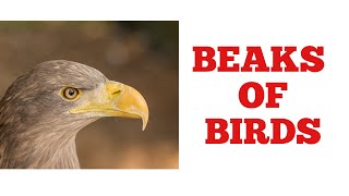 Learn about Beaks of Birds
