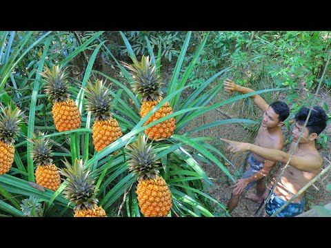 Video: Vai ananāss pārdzīvos ziemu?