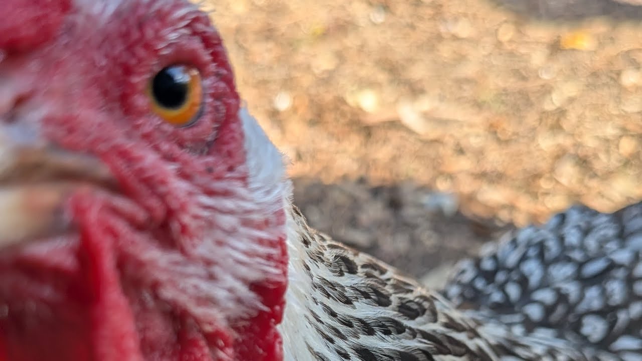 4 minutes of just chicken, no music. Just  hen zen 