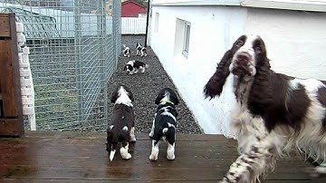 Kull G video 10 - uke 6