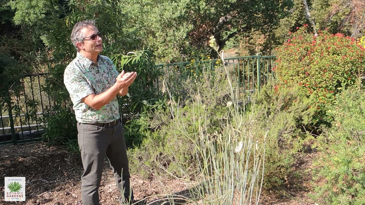 UCRBG California Native Plant Video Series: Rush Milkweed