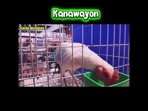 Kanawayon Brood Stag of Carlo N. #shorts