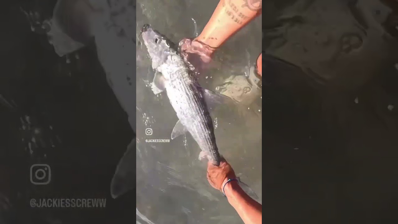 BONE FISH x Warbaits Neck Breaker 