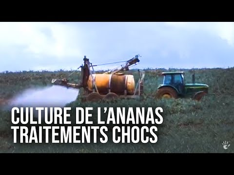 Vidéo: La Composition Chimique Complète De L'ananas