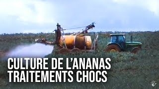 L'ananas : une success story inégalée !