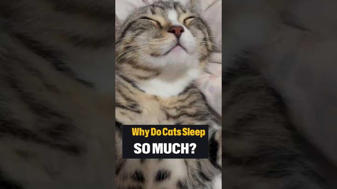 "Why Do Cats Sleep So Much? Fun Facts You Didn’t Know!