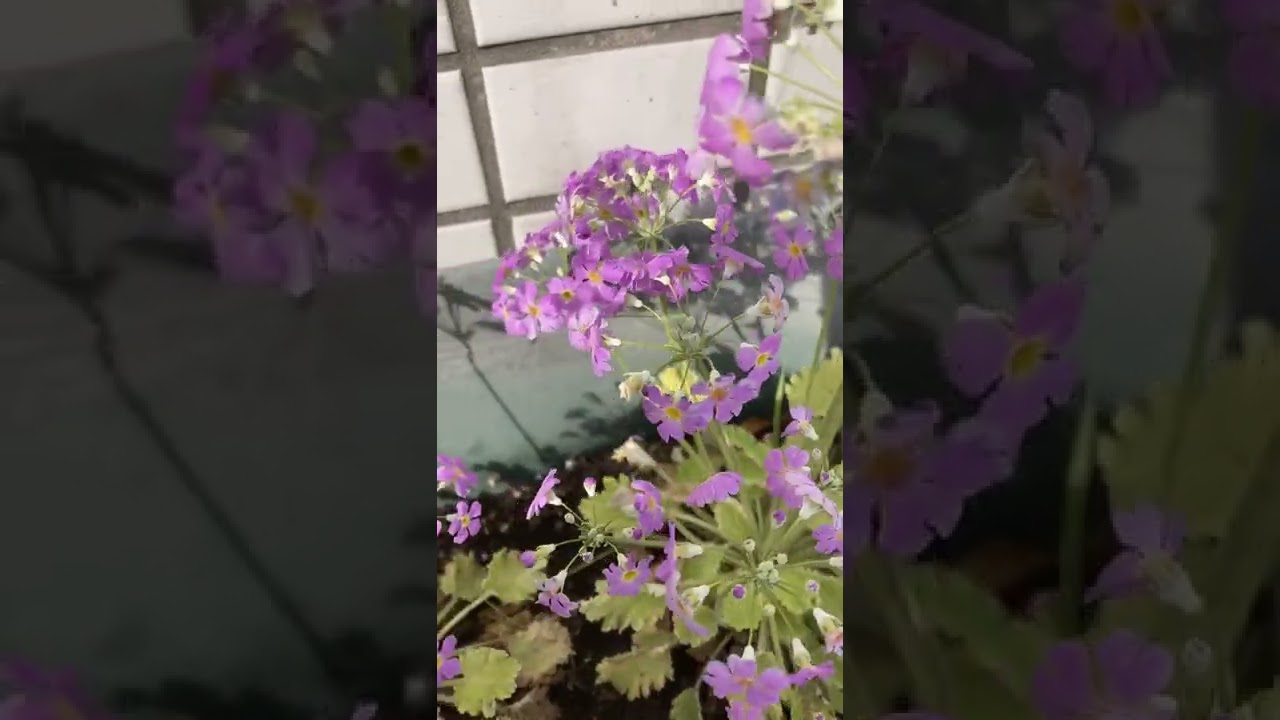 薄紫の花 Youtube 薄紫の花 Youtube