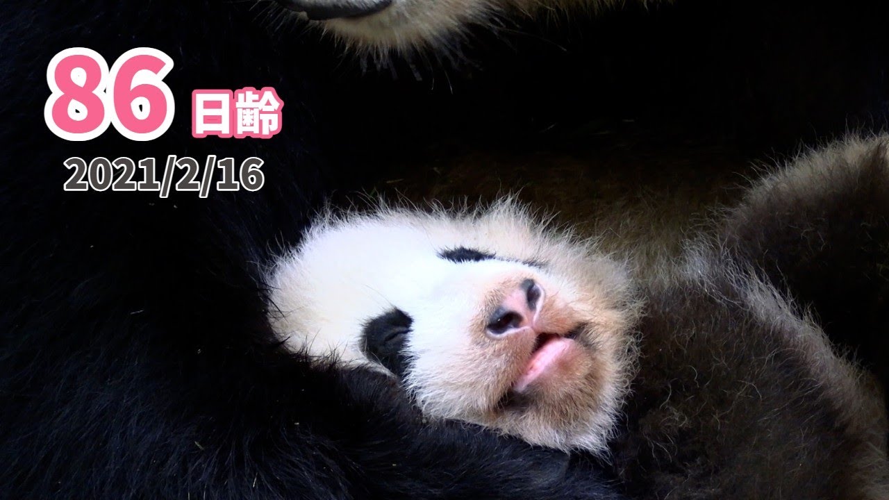 パンダの赤ちゃん ずーっとギューッとずーっとズームで 86日齢 Youtube パンダの赤ちゃん ずーっとギューッとずーっとズームで 86日齢 Youtube