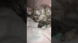 #kitten #kitten #persiancat #scotishcat #cute #cuteanimals #funnycats