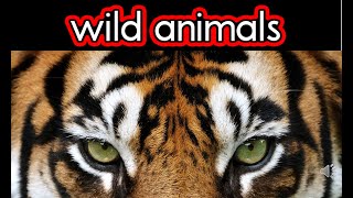 wild animals CVI video for children