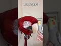 【鳥Part282】会うたびに挨拶は欠かさないインコ #鳥 #birds #parrot #かわいい #インコ