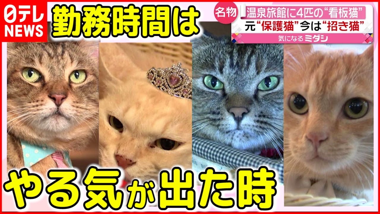 4匹の看板猫 元保護猫が温泉の 招き猫 に お客を おもてにゃし Youtube 4匹の看板猫 元保護猫が温泉の 招き猫 に お客を おもてにゃし Youtube