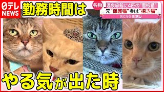 【４匹の看板猫】元保護猫が温泉の”招き猫”に  お客を”おもてにゃし”