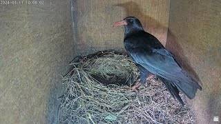 LIVE Irish Chough Nest | Mizen Peninsula, Co Cork