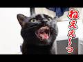 「おひざのせてぇぇ〜！！」と泣き叫びながら、飼い主に甘える猫