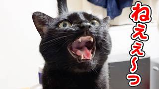 「おひざのせてぇぇ〜！！」と泣き叫びながら、飼い主に甘える猫