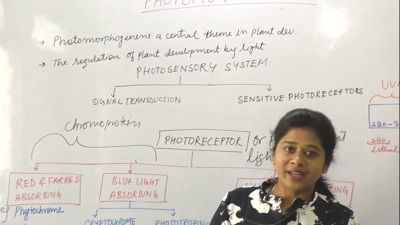 Photomorphogenesis | Blue Light Absorbing Molecule | Red far-red Absorbing Molecule