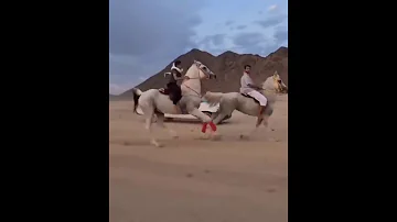 How fast can a Arabian horse run?
