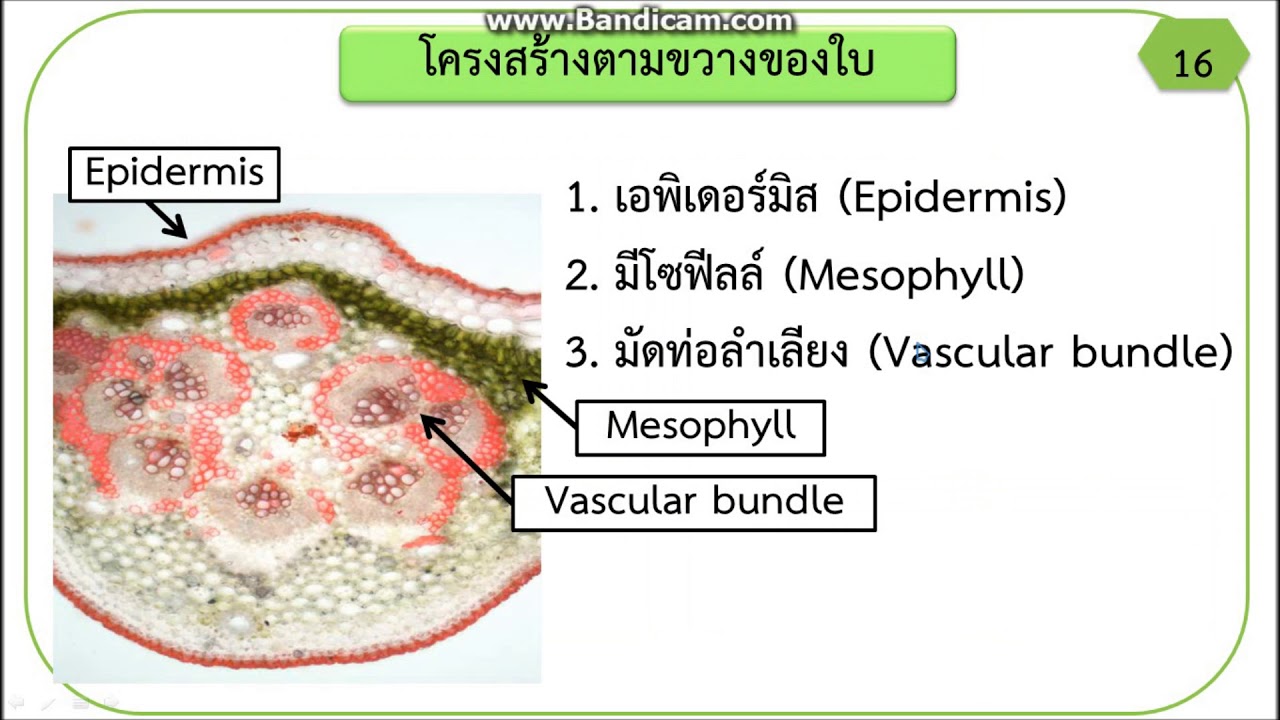 โครงสร้างและหน้าที่ของใบ