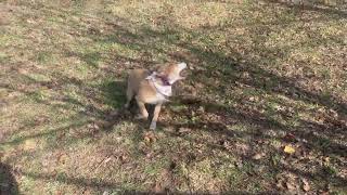 Meet Socks A Terrier American Pit Bull Currently Available For Adoption 12122022 13929 Pm