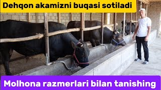 Semiz buqalar sotiladi+99894.618.64.63 Mol boqish va mohona razmerlari 27.05.2024yil