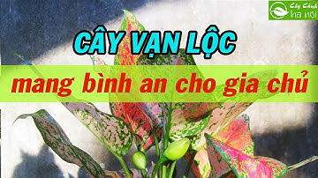Cây Vạn lộc mang bình an cho gia chủ