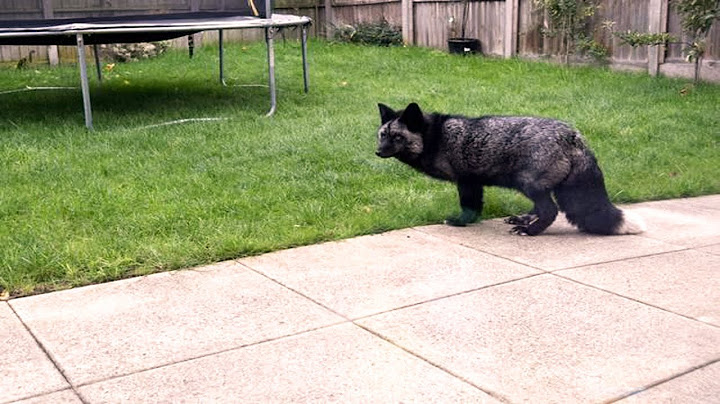 Strange Wildlife Creature Sneaks Into Family's Backyard