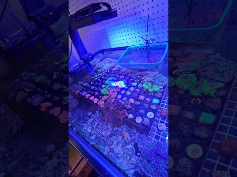 New coral frags have arrived. #reeftank #smallbussiness #orderfishonline #aquariumcommunity