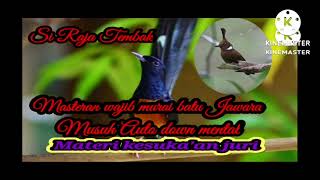 Masteran Wajib Murai Batu