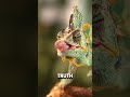 This Animal Turns Invisible Right In Front of You… 😳