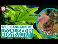 Will Cannabis Be Legalised In Australia? | Studio 10