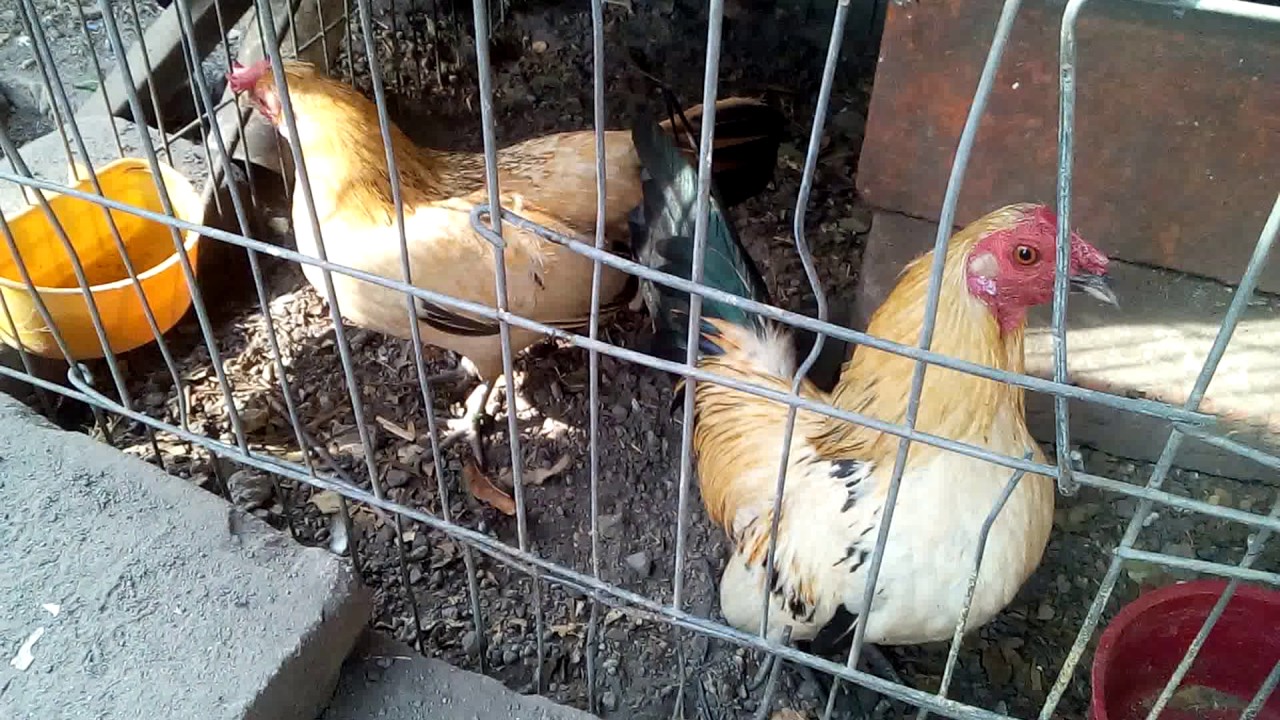 Gallo y gallina KIKIRIKIS GOLD'S y tu como los conoses YouTube