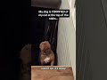 Dogs Still Terrified Of Cats😂 Part 2