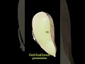 Fetal frank breech presentation #explore#pathology#1millionviews#3danimation