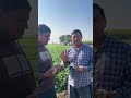Active98 #farming #agriculture #active98 #shorts #trending #potato #potatorecipe