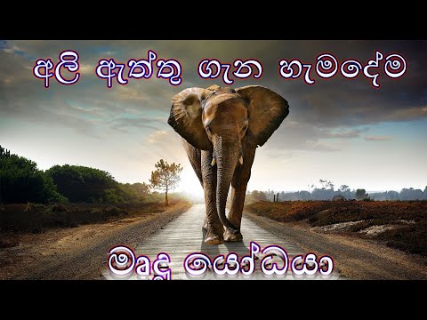Everything About Elephant Sinhala | අලි ඇත්තු ගැන හැමදේම