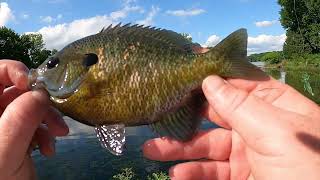 Moondog Bait Company Dragonfly Larvae Are LETHAL For Bluegill