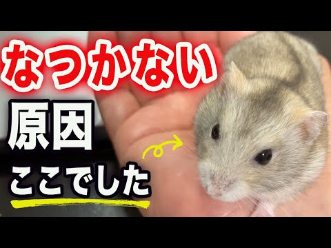 ハムスターの仮性結核 – 知っておくべき症状と予防法
