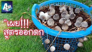 เพาะเห็ดฟางในตะกร้า "สูตรออกดก" (ตอนที่1)