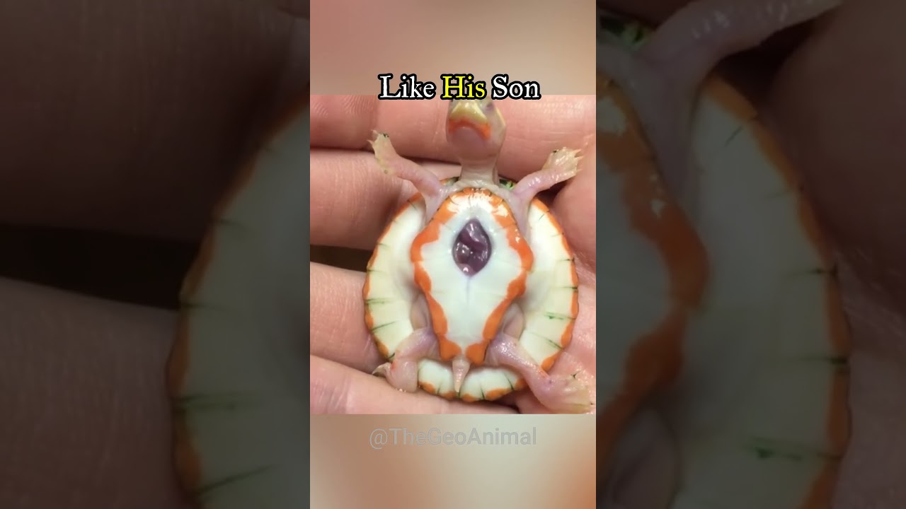 Man Save Exposed Heart Turtle ❤️