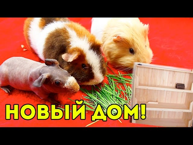 Строим Новый Дом для Морских Свинок / SvinkiShow