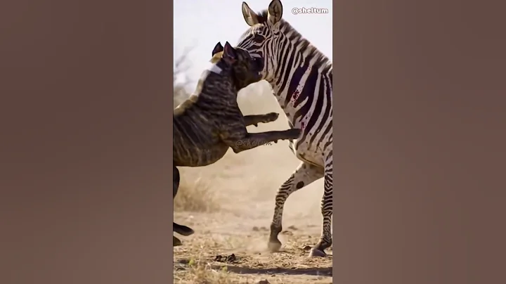 Video 9091621: purr kittens cat, kitten purr meow, purr cute cat, funny cat purr, purr cutecat, catlover purr, purr kitty, pets purr, cute funny fluffy purr, purr love, savannah animals, catlover catlife cutecat meow, dog fight