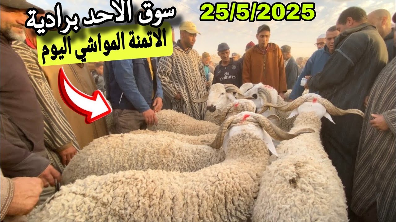 اليوم من سوق الاحد برادية إقليم الفقيه بن صالح 25/5/25 مع تمن حولي و النعجة و حولية 🐑🐑🇲🇦