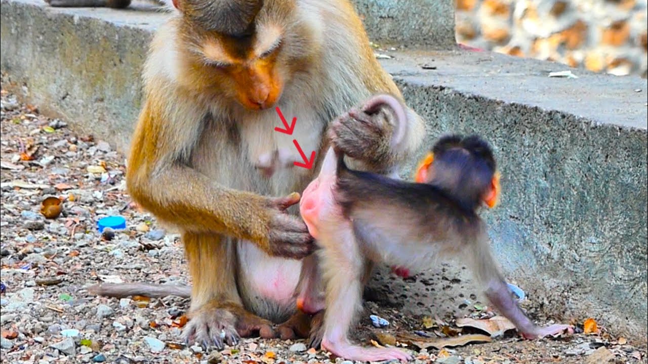 Monthly Check-Up: Loving Mom Monkey Cares for Her Babies' Health