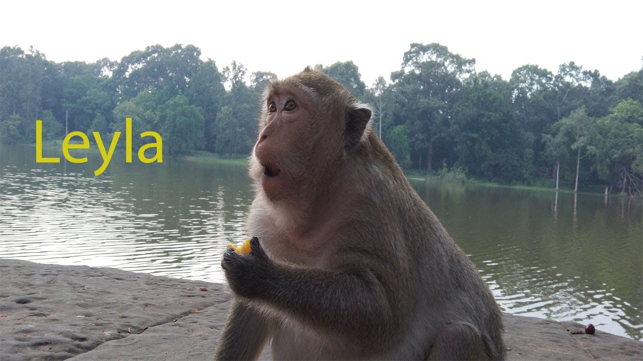 Monkey Leyla Angkor - YouTube