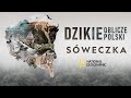 Sóweczka – poznaj dzikie oblicze Polski i chroń zagrożone gatunki