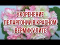 Укоренение пеларгонии в красном вермикулите (видео № 1)